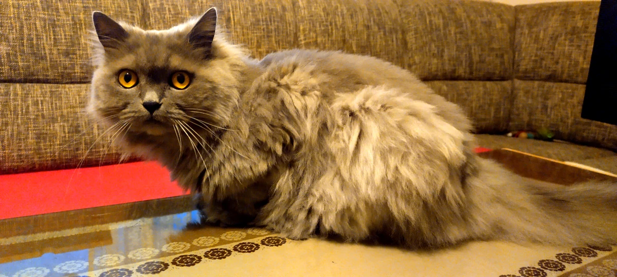 Photo - Charlie - the founder's real cat and shop mascot